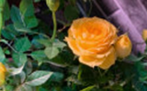 ����ѡ��õ������ĺϼ���ƪ