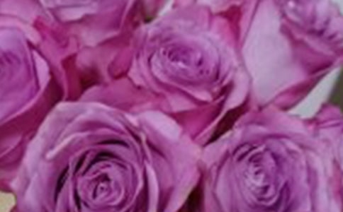 实用的四年级玫瑰作文300字合集九篇