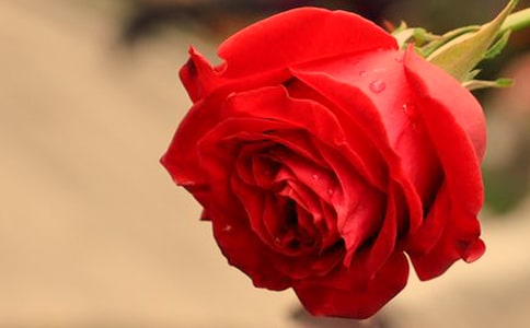 ����Ʒ�����꼶õ�����Ļ���10ƪ