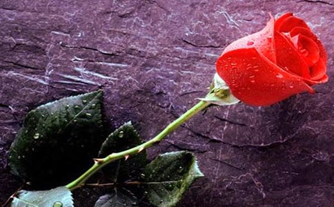 õ�廨�۲��ռǻ��15ƪ