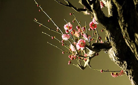 ������Сʯ÷����ʫԭ�ġ�ע�ͼ�����