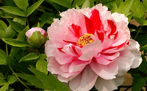 ��ĵ��ԭ�ļ�����