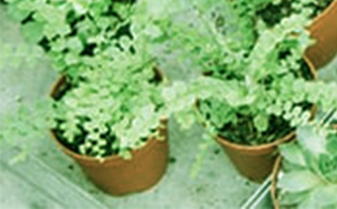 ������������ô��