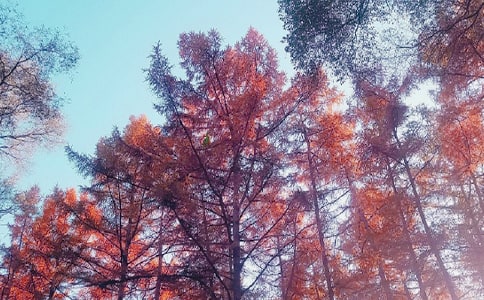 ����ԭ�ļ�����