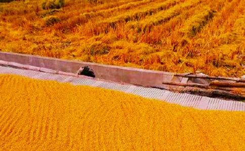 ����ʵ�����Ļ��5ƪ