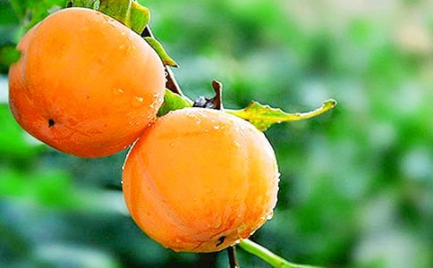 ժ�������ļ��ϡ�15ƪ��