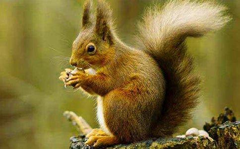 ������ �Ķ���