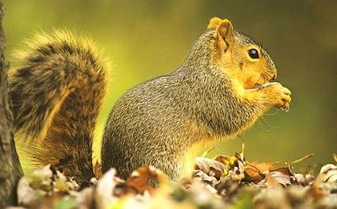 ������ �Ķ��𰸡���ѡ15ƪ��