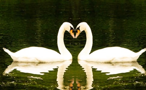 吹小号的天鹅的读后感