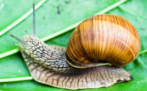 小班语言活动变色蜗牛教案