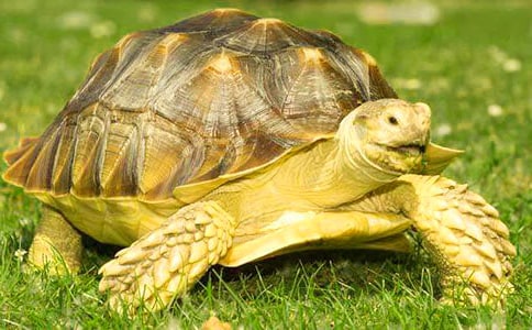 �ڹ�۲��ռǾ�ѡ15ƪ