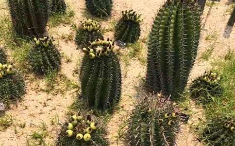 �����ƹ۲��ռǡ��Ƽ���