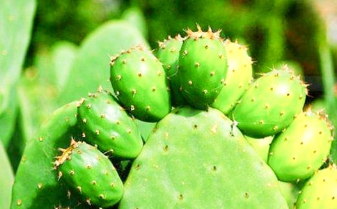 �����ƹ۲��ռ�(���15ƪ)