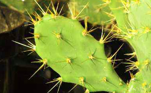 仙人掌观察日记合集15篇