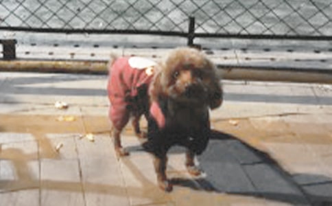 �ҵĶ����������꼶С����Ʒ��14ƪ��