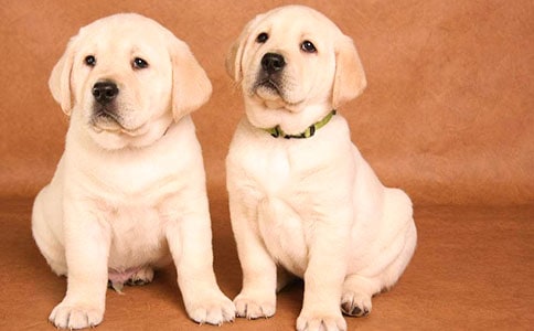 �Һ�С���Ĺ���