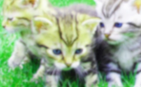 үү�ҵ�Сè����