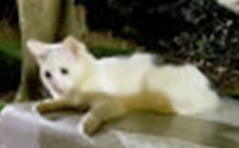 �ɰ���Сè���ķ�������ѡ77ƪ��