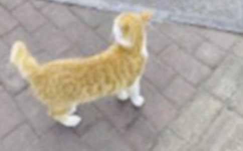 ��ʵ�á���дСè����