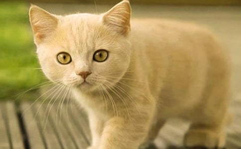 ��ѡСè����۲��ռ�4ƪ