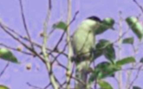 С��������8ƪ