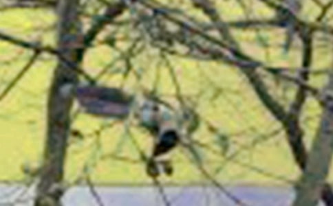 精选小鸟作文600字7篇