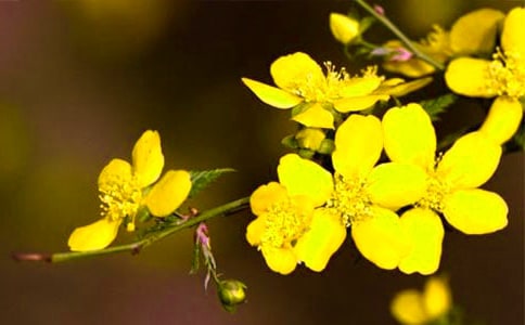 【热门】迎春花观察日记4篇