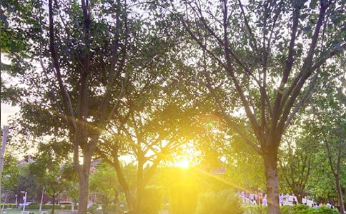 常用适合早上发的早安问候语语录27条