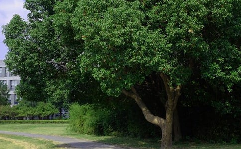 ����ף��������簲����Ȧ�ʺ���ժ¼40��