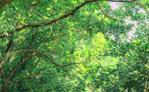 【必备】美好的早安QQ祝福语28句