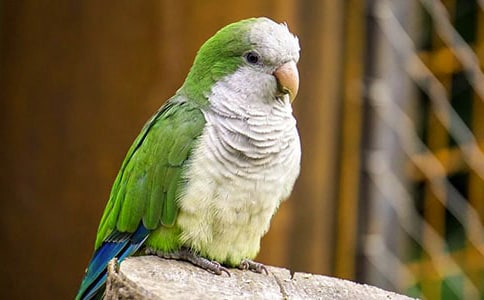 �������ģ���ѡ��