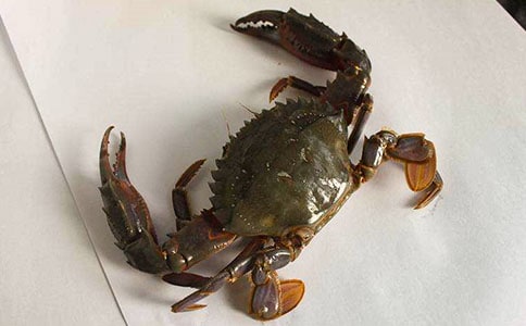 ���з���ķ���(15ƪ)