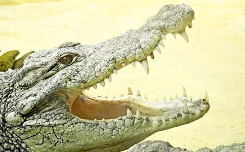 ����̫̫�ǵ���������