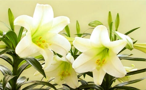 ���꼶�������ϰٺϻ�������ѧ���