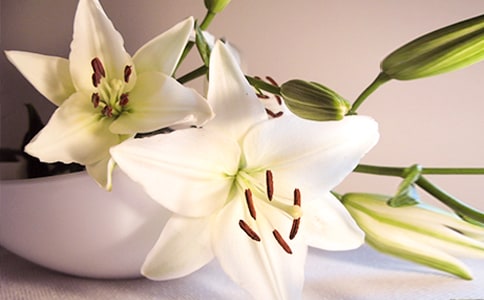 儿童简单折纸百合花