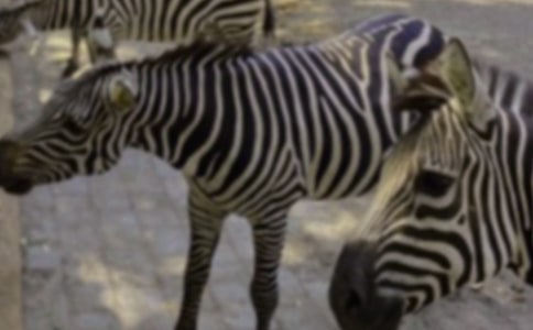 行人过斑马线交通安全宣传标语(精选115句)