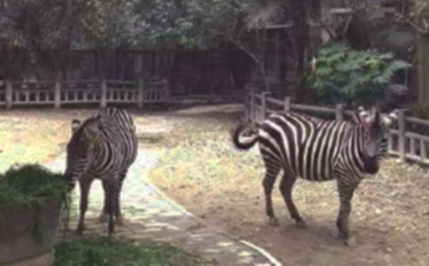 关于文明礼让斑马线作文500字 小学生礼让斑马线作文2篇