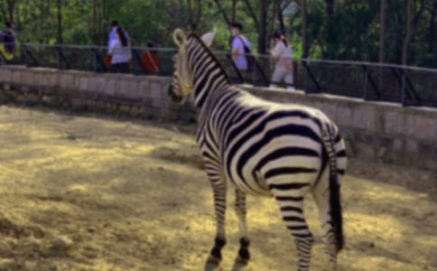 ���ð�������������15ƪ