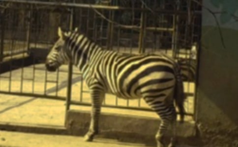 文明礼让斑马线作文