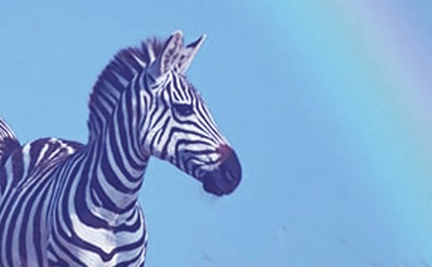 可爱的'小斑马作文