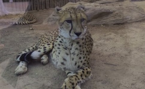 �����ӵ������