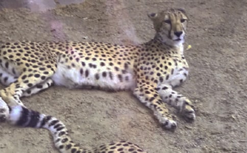 ����Сѧ������