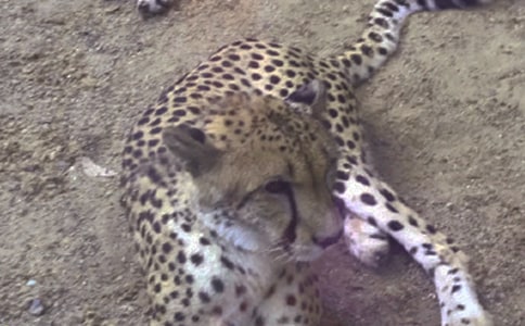 ����ֻ����ı��ӡ��Ķ���