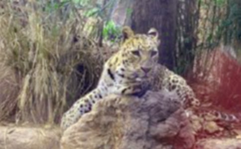 ����ʷ��Ƥ���Ӵ�����ʫ��ԭ�ĺͷ���