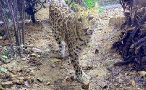 ����è���������꼶:�Һ�С����-Сѧ��������