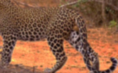 【精华】豹子作文500字4篇