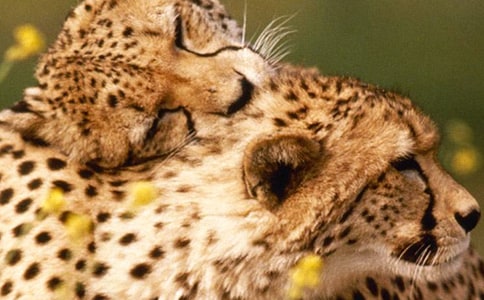 豹子做好事——我的自编童话