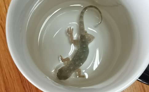 ��С�ڻ���β�͡���ѧ��ƶ�