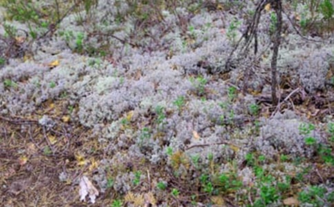 ����������Ӧ��Ԥ������ѡ5ƪ��