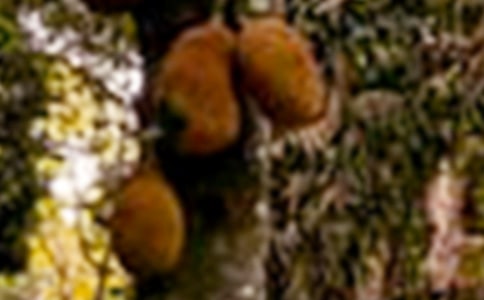 有关菠萝蜜的作文500字